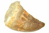 Fossil Prognathodontid Mosasaur Tooth - Morocco #374489-1